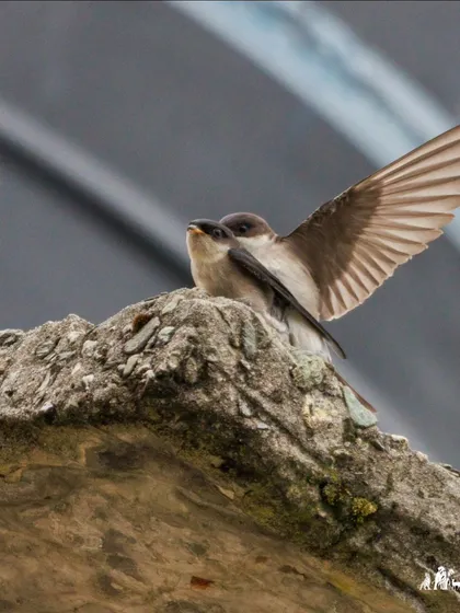 The Asian House-Martin mating sequence continues. These birds breed at high altitudes in the Himalayas, building their mud nests on cliffs and buildings.