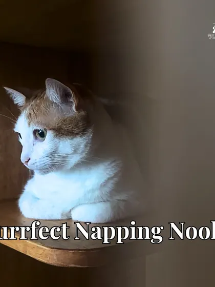 Cats love finding the perfect napping nook. We've designed our cottage with plenty of cozy, elevated spots for peaceful catnaps.