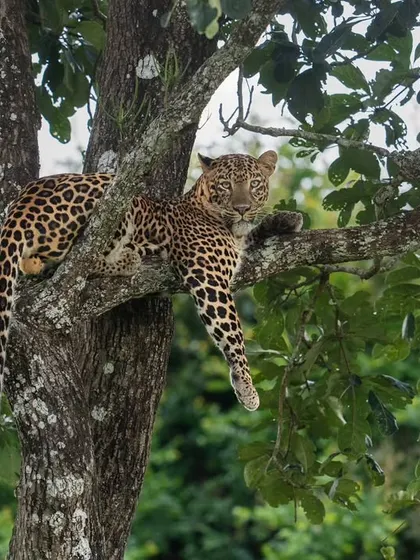 The same leopard seeks refuge in a tree, a classic behavior that showcases their arboreal skills. This provides a fantastic opportunity to photograph them against the sky and foliage.