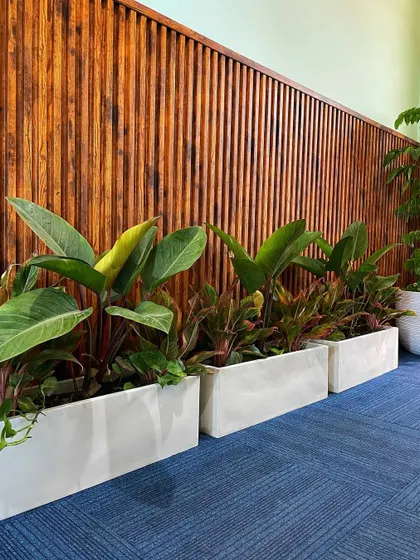 Our white FRP planter boxes filled with lush, shade-loving plants are a perfect fit for this office corridor. They add a pop of green against the wood-paneled wall and blue carpet.