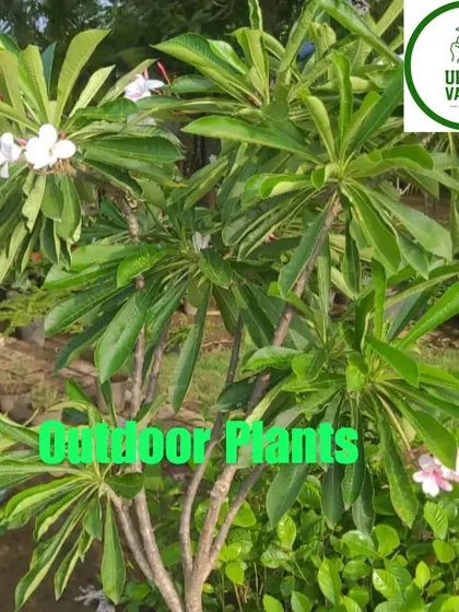 A beautiful outdoor Champa plant.