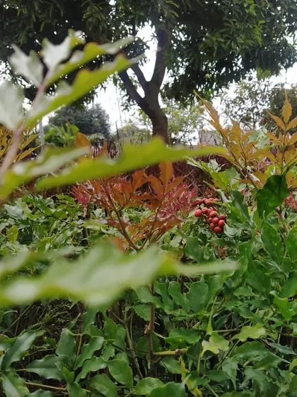 The new growth on these plants shows a beautiful range of colors, from deep green to reddish bronze. It's these small, joyful details and the constant care that allow a landscape to truly come together.