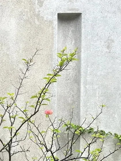 A simple concave niche ornaments a bare concrete wall, with a bougainvillea branch reaching across it. This small detail illustrates our philosophy of creating moments where architecture and nature interact.