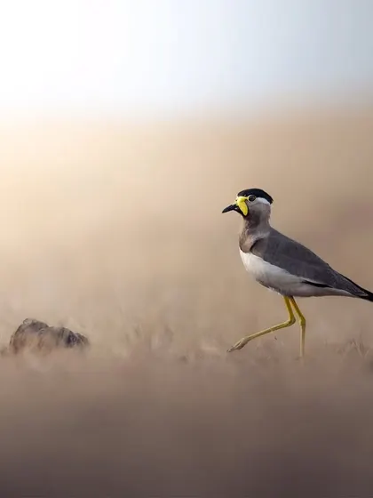 The Yellow-wattled Lapwing, with its distinct yellow facial wattles, strides purposefully across the grasslands of Pune.