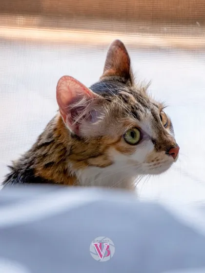 A beautiful calico cat, peeking out from behind a blanket. Her curious and gentle nature is perfectly captured.