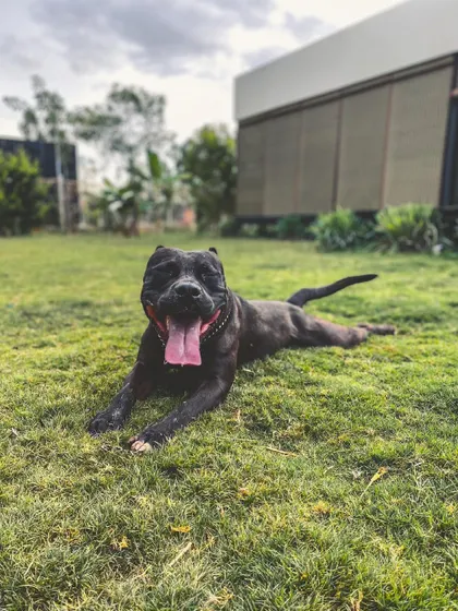 Bane the Pitbull enjoying a well-deserved rest on the cool grass after a play session. I work to show the true, gentle nature of breeds like his through proper training and socialization.