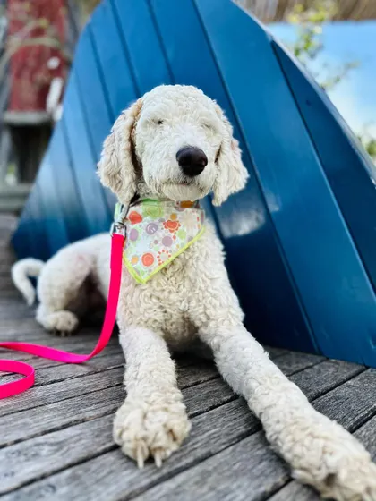 A well-trained dog is a relaxed dog. Here's Maude, a recent graduate, showing off her calm demeanor and enjoying a moment of peace.