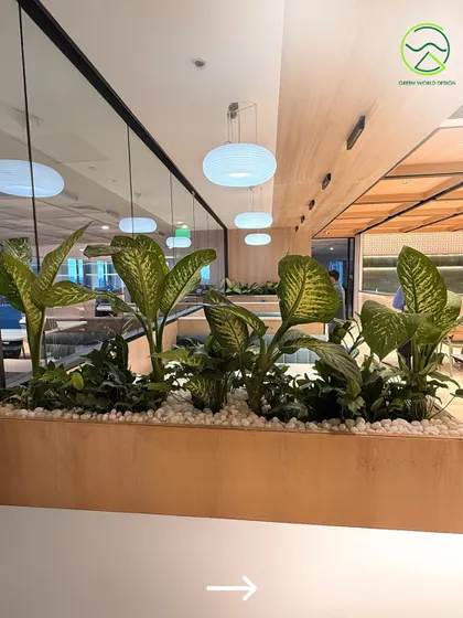 A view of the integrated planters in a corporate cafeteria. The wooden planters and white pebble top dressing create a clean, modern aesthetic while the lush plants improve indoor air quality and visual comfort.