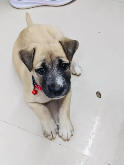 Flora, the adopted Indie puppy, looking up with her soulful eyes.