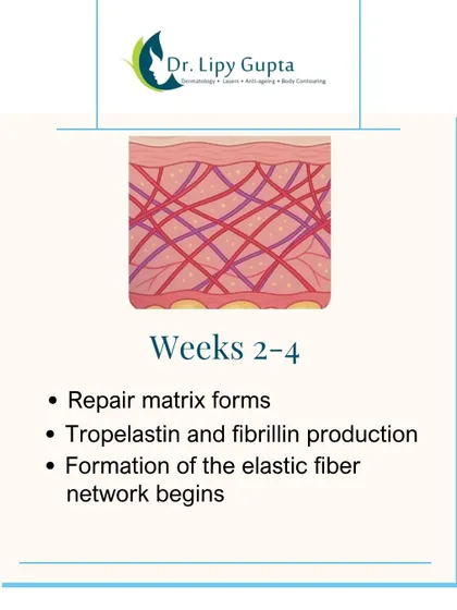 During weeks 2 to 4, a repair matrix forms and the foundation for a new, strong elastic fiber network is built, improving your skin's resilience.