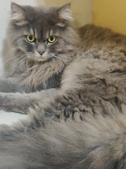 Khaleel, a stunning grey long-haired cat, looking at the camera with his intense yellow eyes. What a beauty.