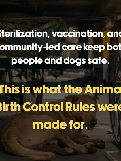 Advocacy is a huge part of our work. We believe in humane, long term solutions like sterilization and vaccination, which is what the Animal Birth Control rules were designed for. It's about creating safe communities for both people and our street dogs through coexistence, not cruelty.