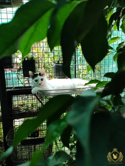 Peeking through the leaves. A guest lounges on a high shelf in the catio, enjoying a moment of peace while still being part of the action.