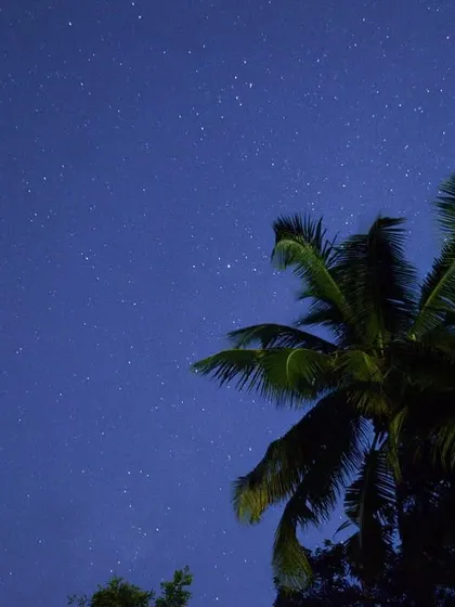 A long-exposure photograph of a starry night sky, with a palm tree silhouetted in the foreground.