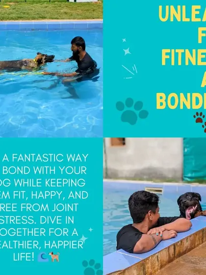 This graphic summarizes the key benefits of swimming for dogs. It's a fantastic way to bond with your dog while keeping them fit, happy, and free from joint stress.