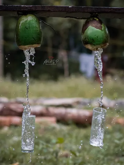Water creatively flows from two green coconuts into glasses as if they were natural taps. This is a fun and imaginative take on beverage photography.