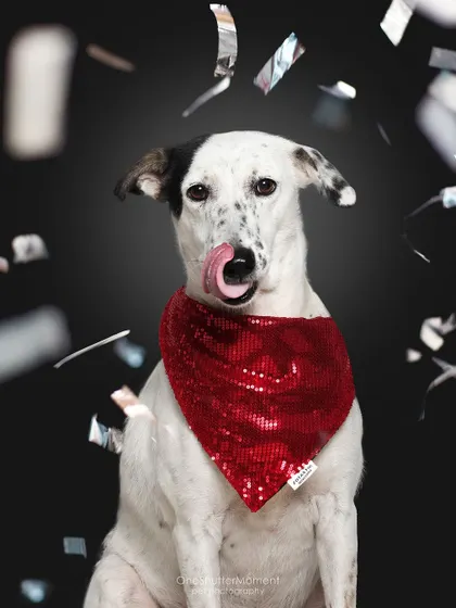 A happy lick from this handsome boy, Zo! The shiny red bandana and falling confetti make this a festive and fun studio portrait.