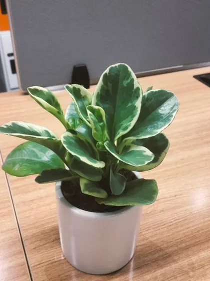 This is a Peperomia obtusifolia variegata, a fantastic and easy-care indoor plant. Its thick, waxy leaves with beautiful green and cream patterns make it a lovely addition to any desk or shelf.