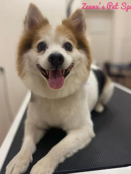 Pixel the Spitz is all smiles. A good grooming session keeps his thick ruff of fur around his neck clean and tangle-free.