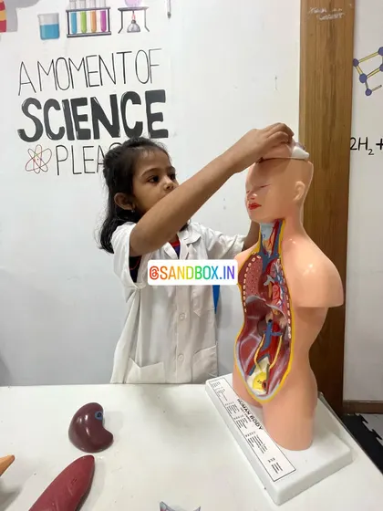 This junior doctor is placing the brain into the skull of our anatomy model. Our hands-on models allow kids to deconstruct and reconstruct the human body to better understand it.