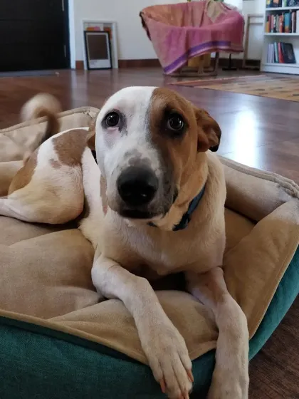 Dali looking serene in her cozy dog bed. A comfortable resting place is essential for a happy pet.