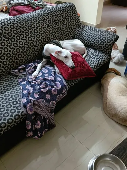 Comfort is key. This little one has found the perfect pillow for a good nap, while his friend rests on the cool floor nearby.