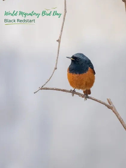 The striking Black Redstart, a winter migrant that finds food and shelter in the ecosystems we are rebuilding across Gurgaon.