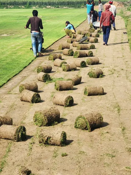 Our team harvesting turf. As a wholesale manufacturer, we offer Pan-India delivery.