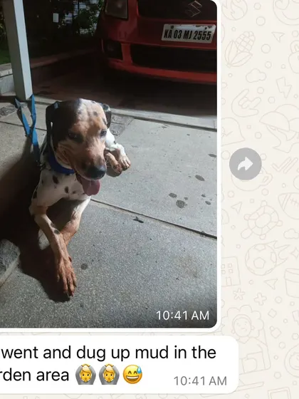 A happy update from Coco's mom. A happy, tired dog is a sign of a fulfilled dog. We focus on meeting their breed needs, like digging, to reduce stress.