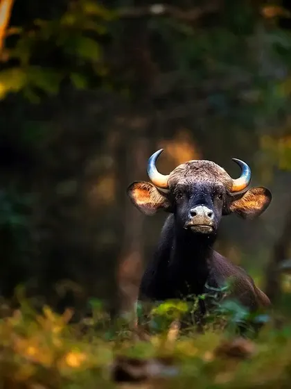 A gaur peeks out from the undergrowth during the golden hour in Bhadra Tiger Reserve. The warm light beautifully illuminates its horns and face, creating a magical portrait.