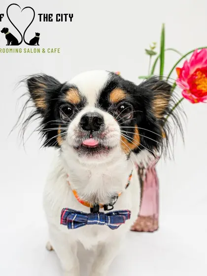 This dapper dog is looking extra handsome after his hemp seed oil massage and grooming session.