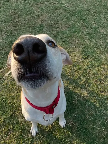 This pup is ready for their close-up. We love their confidence.