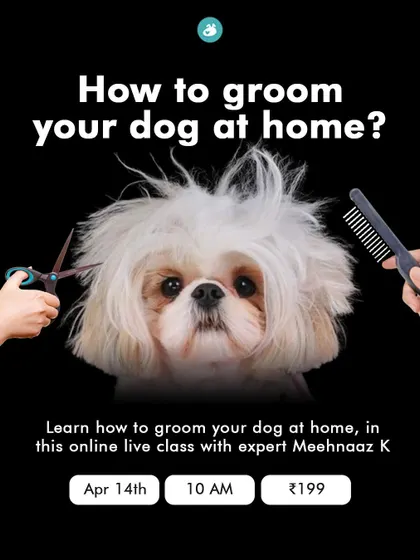 Grooming is essential for your dog's health, not just their appearance. Learn to do it yourself in our online class with an expert groomer, covering everything from bathing techniques to choosing the right tools for your dog's coat.