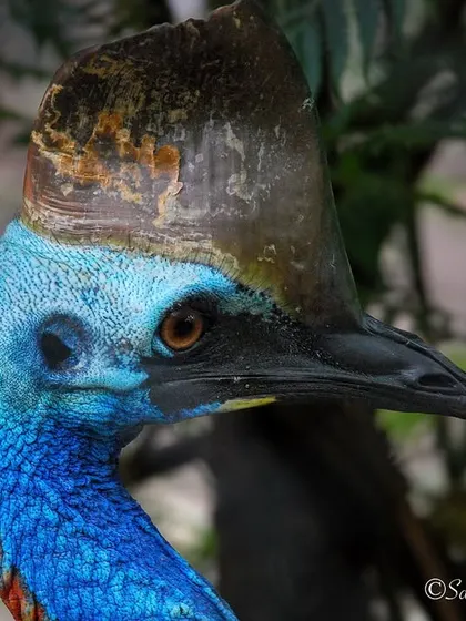 A close-up portrait of a Southern Cassowary from Australia. Its vibrant blue neck and unique casque make it one of the most striking birds in the world.