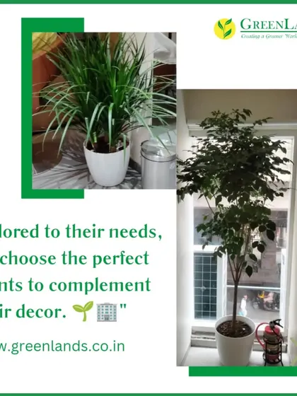 Tailored to our client's needs, we chose the perfect plants to complement their decor. This image shows a Ficus tree and a Dracaena plant selected for a salon to match its sophisticated style.