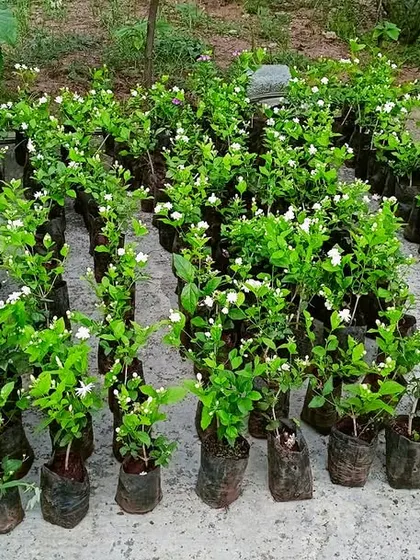 Rows of jasmine saplings, full of fragrant white flowers. These are ready to be planted at a client's location to create a beautiful and aromatic garden space.