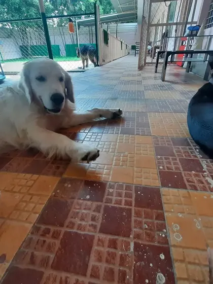 A golden retriever and a friend lounging on the covered patio. This area provides shade and a cool floor for relaxing.