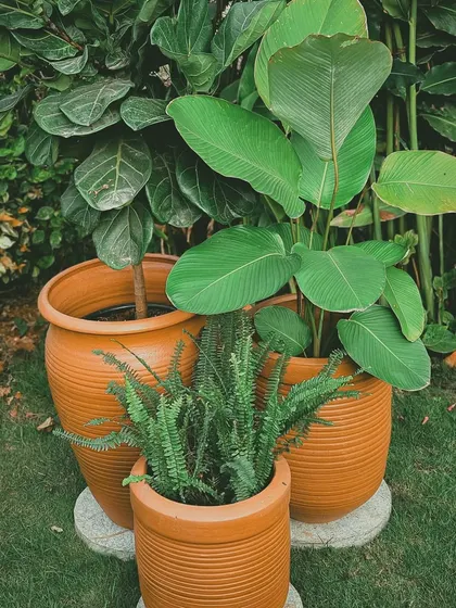 You can never go wrong with the classics. These ribbed terracotta pots offer a timeless, earthy appeal that complements any plant, from a lush fern to a broad-leafed Calathea.
