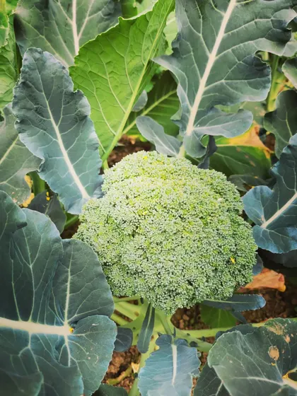 Homegrown broccoli like this has a sweetness and flavor you just can't get from a store.