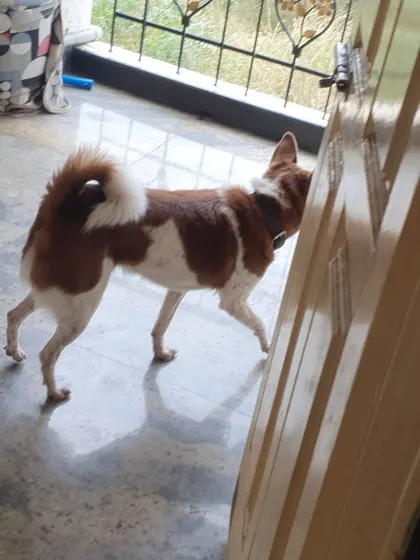 This curious Indie dog is on his way to check out the view from the balcony.