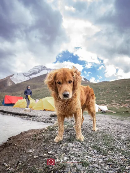 Sir Charles Timtim, the Golden Retriever, standing proudly at his campsite in Ladakh. He was the official morale officer for a team of trekkers.