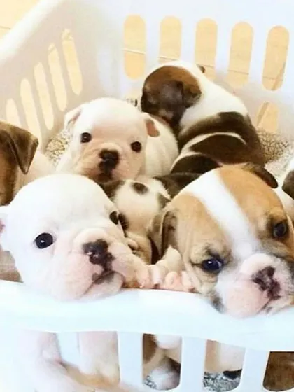 A basket full of sleepy and curious Bulldog puppies. This heartwarming scene shows a litter of healthy, wrinkly pups, a breed known for its lovable and calm demeanor.