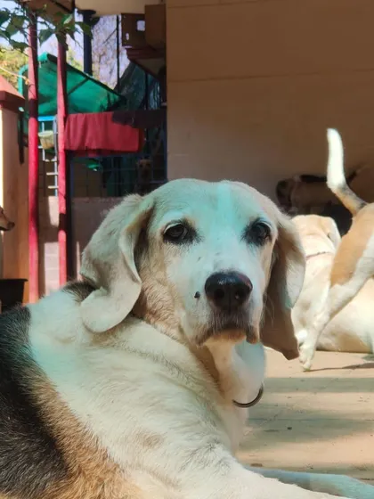 The gentle, soulful eyes of a senior Beagle. We provide a peaceful and loving environment for our golden oldies.