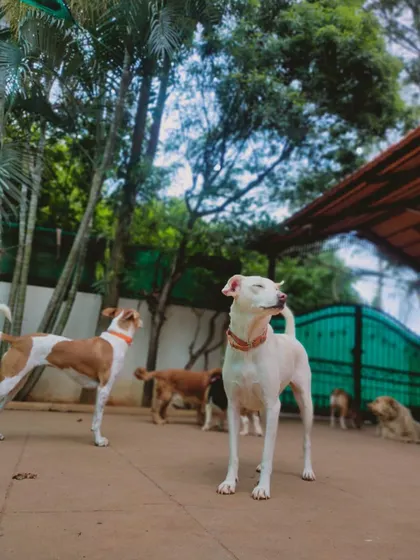 A beautiful scene of the pack relaxing together. This is the heart of the Stay experience.