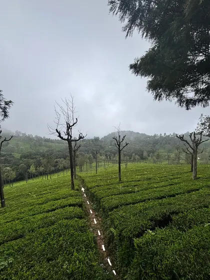 A simple dotted line doodle can guide the eye and add a sense of journey to a landscape photo, like this path through the tea plantations.