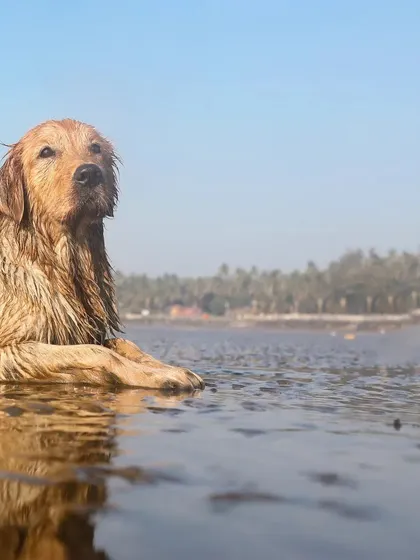 Jhilmil, a gorgeous Golden Retriever, lies gracefully in the shallow water at the beach, looking like a true water spirit. The clear blue sky and calm sea create a perfect backdrop.