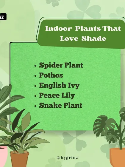 Have a shady spot in your home? These indoor plants thrive in low-light conditions. Spider plants, pothos, and peace lilies are great choices for rooms without direct sunlight.