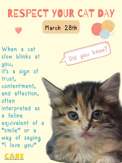 Did you know that a slow blink from a cat is their way of saying "I love you"? On Respect Your Cat Day, we share fun facts to help people better understand and appreciate these unique animals.