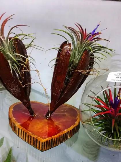 A closer look at our air plant arrangements. They thrive with a simple light water spray, making them a perfect, hassle-free gift for the holiday season.