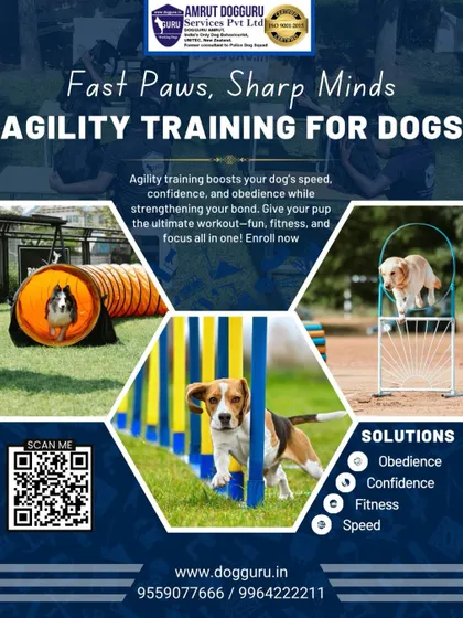 Fast Paws, Sharp Minds. Our agility training gives your pup the ultimate workout, combining fun, fitness, and focus all in one. We offer solutions for obedience, confidence, and speed.